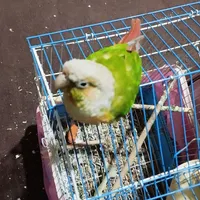 طوطی|پرنده|میناب, |دیوار