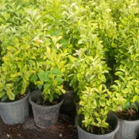 باغبانی و سمپاشی هرس کردن ازبین بردن علفهای هرز|خدمات باغبانی و درختکاری|کرمان, |دیوار