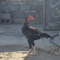 مرغ و خروس اصیل نژاد دار|حیوانات مزرعه|سراوان, |دیوار