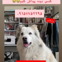 گمشده