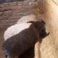 گوسفند رومانوف و مهربانی اصیل|حیوانات مزرعه|سنندج, |دیوار