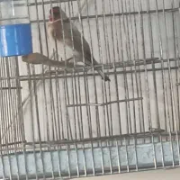 سهره نر مست