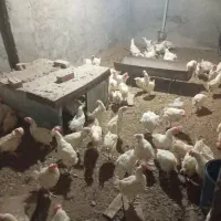 ۲۰۰عدد مرغ تخمی|حیوانات مزرعه|نیشابور, مازول|دیوار