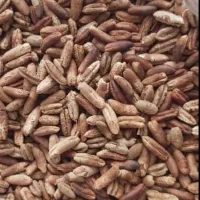 هسته خرما شمارا تهیه میکنم