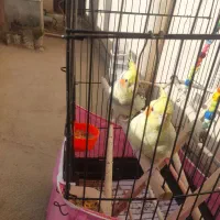 عروس هلندی جفت مولد