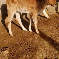 گوساله شیری نر جرسی