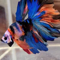 فروش ویژه ماهی فایتر گیاه روآبی و حلزون