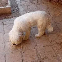 سگ پشمالو پاکوتا|سگ|کاشان, گریه|دیوار