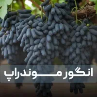 خرید امن نهـال پیــوندی مقــاوم