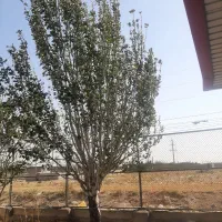 چیدن گردو از درخت