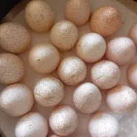 تخم بوقلمون بوربون قرمز|حیوانات مزرعه|سیلاخور, |دیوار