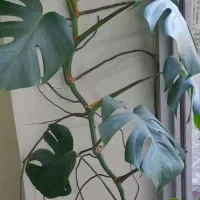 گل انجیری با کیفیت