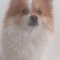 پامر نر ،جفت گیری