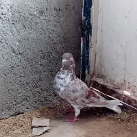 کبوتر گرگی|پرنده|دهلران, |دیوار