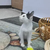 گربه ی کوچولو|گربه|بندرعباس, |دیوار