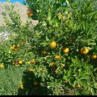 زمین باغ لیمو ثمری|فروش زمین و ملک کلنگی|دوگنبدان, |دیوار