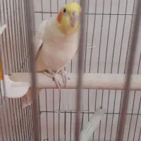 عروس هلندی جفت مولد