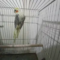 عروس وملنگو|پرنده|پارسیان, |دیوار