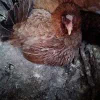 خروس ومرغ محلی وهلندی