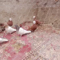 کبوتر فروشی