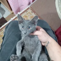 واگذاری بچه گربه راشن بلو (روسی)