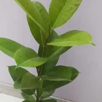 یوکای مقاوم فقط ۳۴۰|گل و گیاه طبیعی|اصفهان, سرچشمه|دیوار