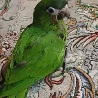 طوطی ارا هانس نرمه خور کاسکو کاکادو طوطی ارا