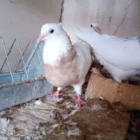 ماده طوقی عروسک اجری خال سرکه ای پا لخت بدون غلطی|پرنده|اصفهان, خیادان|دیوار
