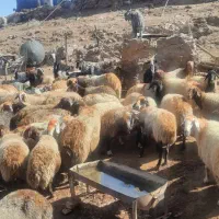 فروش بز وتی بز میش وشیشک چاق درجه یک کشتاری