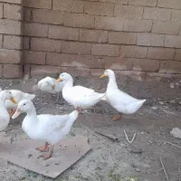 فروش‌اردک