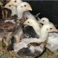 جوجه لاری اوشامو افغان
