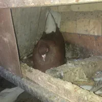 کبوتر فروشی