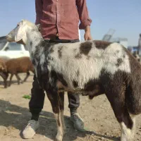 بره قوچ بروجردی اصل