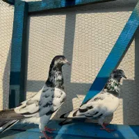 کبوتر پرشی|پرنده|ماسال, |دیوار