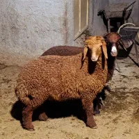 بره|حیوانات مزرعه|چغادک, |دیوار