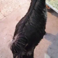 بزغاله کشتی|حیوانات مزرعه|فرخ‌شهر, |دیوار