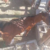 سلام  فروش دوعدد کهره چاق سروحال