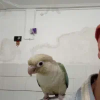 گرینچیک پاین اپل|پرنده|طبس, |دیوار