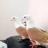 کبوتر پشت زرد ماده