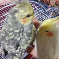 ۲عروس هلندی نازه|موش و خرگوش|قزوین, |دیوار