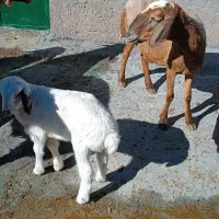 یک عدد میش بره نر