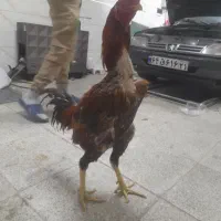 خروس لاری