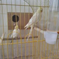 یک جفت عروس هلندی لوتینو