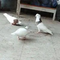 طوقی هفت رنگ
