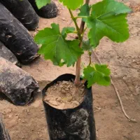 انواع میم انگور گلدانی درجه یک