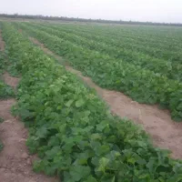 فروش-آب-و-زمین-کشاورزی