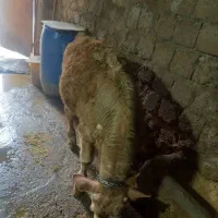 گاو و گوساله نر