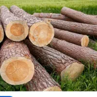 خرید وفروش انواع چوب
