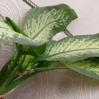 اولی رد استار خاص تمرین اگلونما قیمت ۳۸۰ تومن|گل و گیاه طبیعی|مراغه, |دیوار