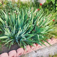 نهال|خدمات باغبانی و درختکاری|نمین, |دیوار